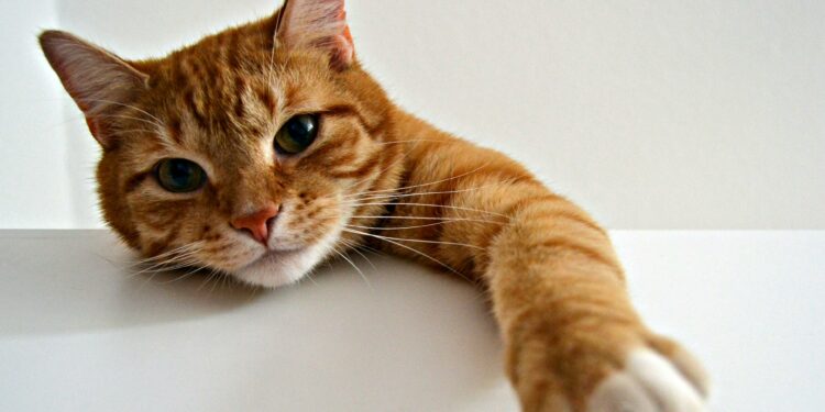 Como saber se você é a pessoa favorita do seu gato