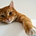 Como saber se você é a pessoa favorita do seu gato