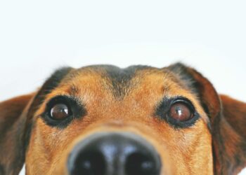 Aprenda a ativar o modo cachorro no WhatsApp e personalize seu ícone