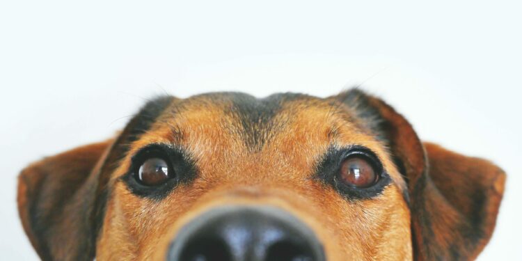 Aprenda a ativar o modo cachorro no WhatsApp e personalize seu ícone