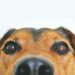 Aprenda a ativar o modo cachorro no WhatsApp e personalize seu ícone