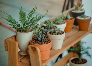 O segredo que ninguém conta sobre a planta que pode prejudicar seu jardim