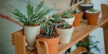O segredo que ninguém conta sobre a planta que pode prejudicar seu jardim
