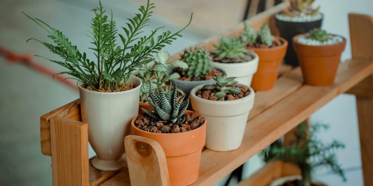 O segredo que ninguém conta sobre a planta que pode prejudicar seu jardim
