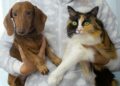 Como se livrar dos pelos de animais em casa