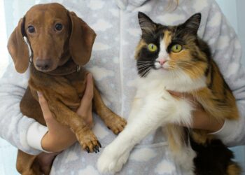 Como se livrar dos pelos de animais em casa