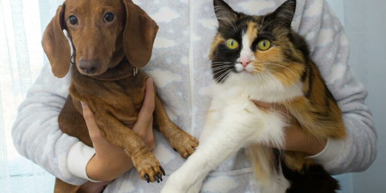 Como se livrar dos pelos de animais em casa