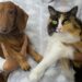 Como se livrar dos pelos de animais em casa