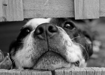 Essas raças de cachorro são fiéis como nenhuma outra