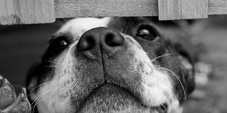 Essas raças de cachorro são fiéis como nenhuma outra