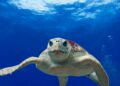 Novo estudo mostra que sentimentos humanos podem existir em outro animal
