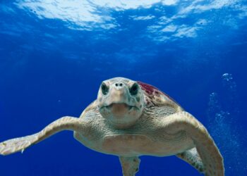 Novo estudo mostra que sentimentos humanos podem existir em outro animal
