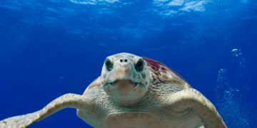 Novo estudo mostra que sentimentos humanos podem existir em outro animal