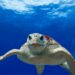 Novo estudo mostra que sentimentos humanos podem existir em outro animal