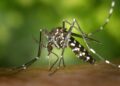 Sem veneno e sem custo: papel higiênico vira arma contra mosquitos