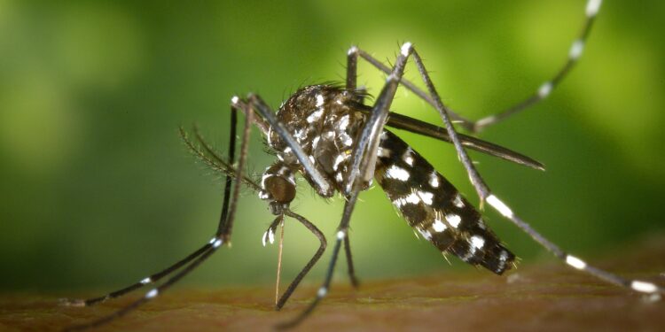Sem veneno e sem custo: papel higiênico vira arma contra mosquitos