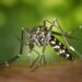 Sem veneno e sem custo: papel higiênico vira arma contra mosquitos