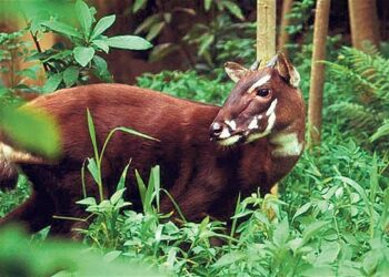 Conheça o animal que parecia lenda, mas é real e ameaçado