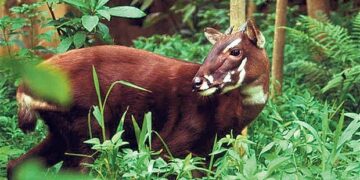 Conheça o animal que parecia lenda, mas é real e ameaçado