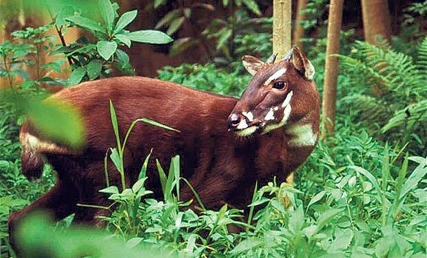 Conheça o animal que parecia lenda, mas é real e ameaçado