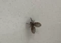 Entenda a origem das mosquinhas de banheiro e como se livrar delas