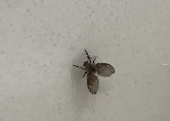 Entenda a origem das mosquinhas de banheiro e como se livrar delas