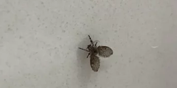 Entenda a origem das mosquinhas de banheiro e como se livrar delas