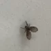 Entenda a origem das mosquinhas de banheiro e como se livrar delas