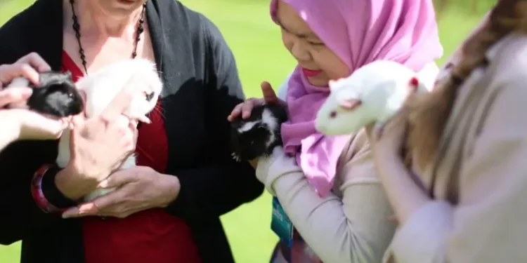 Alunos podem acariciar cães e gatos para aliviar a tensão das provas nessa universidade