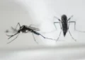 Método doméstico que nunca falha para acabar com mosquitos