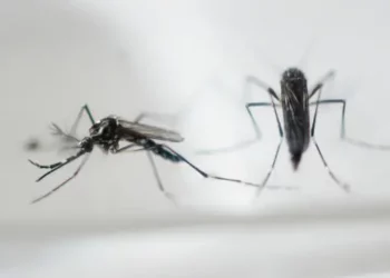 Método doméstico que nunca falha para acabar com mosquitos