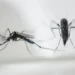 Método doméstico que nunca falha para acabar com mosquitos