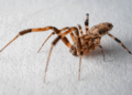 Nem só o veneno: aranhas perigosas usam vômito para atacar