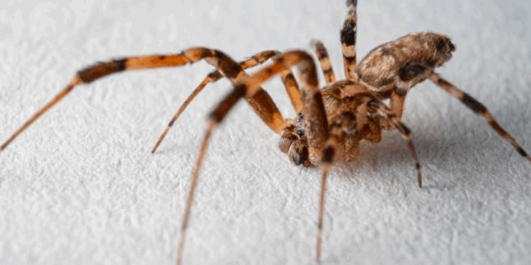 Nem só o veneno: aranhas perigosas usam vômito para atacar