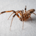 Nem só o veneno: aranhas perigosas usam vômito para atacar