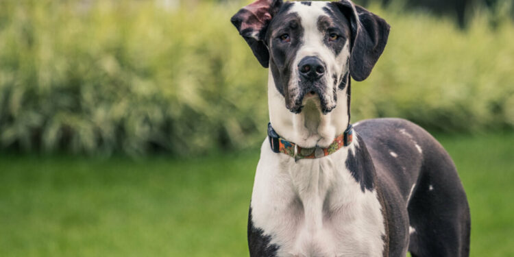 8 raças de cachorro que são famosas pelo apego e lealdade aos humanos