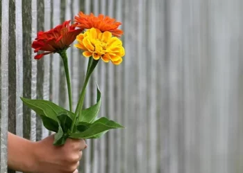 Transforme a dor em paz: Dicas da psicologia para perdoar verdadeiramente