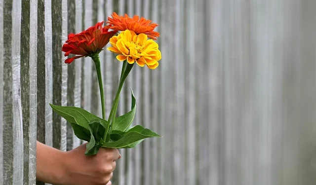 Transforme a dor em paz: Dicas da psicologia para perdoar verdadeiramente