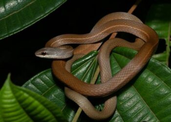 Veneno letal, ataque invisível: A cobra que pode matar sem aviso