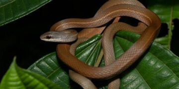 Veneno letal, ataque invisível: A cobra que pode matar sem aviso