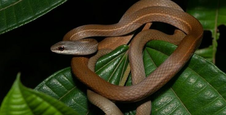 Veneno letal, ataque invisível: A cobra que pode matar sem aviso