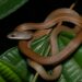 Veneno letal, ataque invisível: A cobra que pode matar sem aviso
