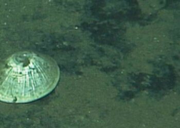Animal gigante é encontrado a quase 6 km de profundidade no oceano