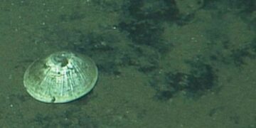 Animal gigante é encontrado a quase 6 km de profundidade no oceano