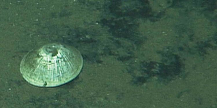 Animal gigante é encontrado a quase 6 km de profundidade no oceano