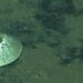 Animal gigante é encontrado a quase 6 km de profundidade no oceano