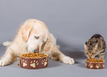 Por que colocar potes de comida no chão pode prejudicar a saúde do seu pet