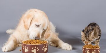 Por que colocar potes de comida no chão pode prejudicar a saúde do seu pet