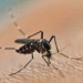 Alerta internacional: Outro vírus em surto na China se aproxima de vários países