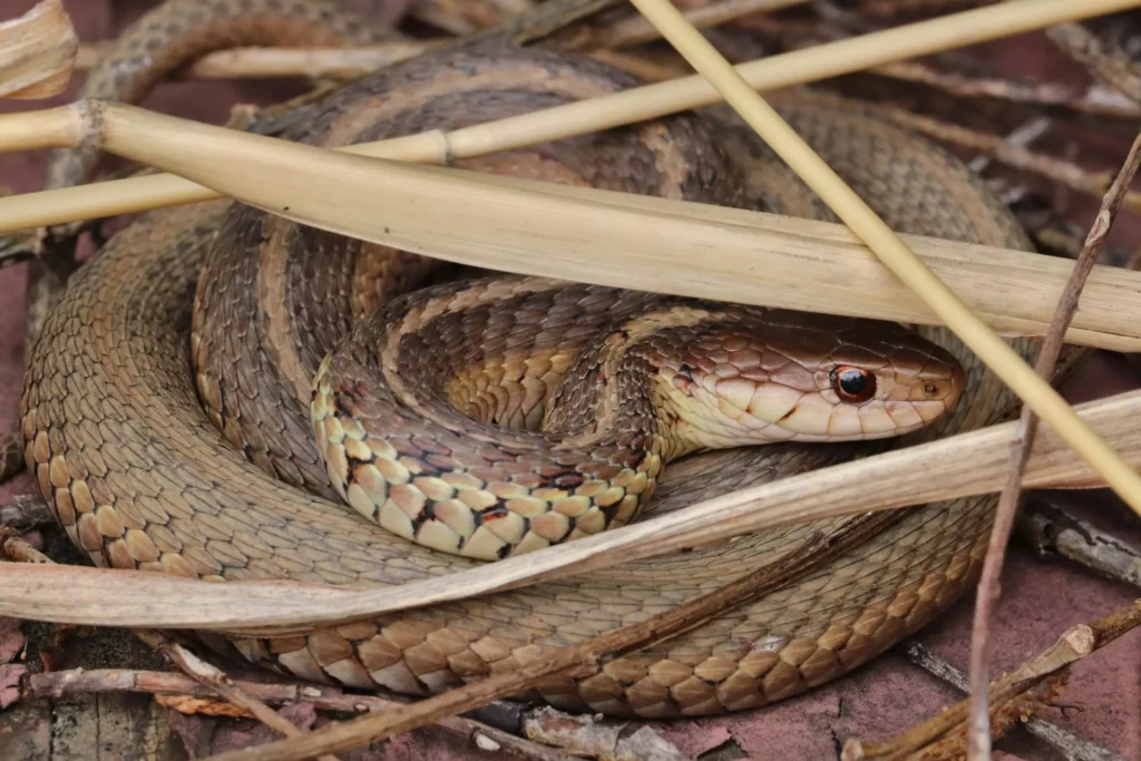Veneno letal, ataque invisível: A cobra que pode matar sem aviso